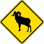 [Bighorn Sheep Crossing]